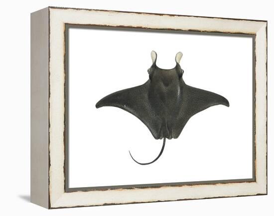 Atlantic Manta (Manta Birostris), Fishes-Encyclopaedia Britannica-Framed Stretched Canvas