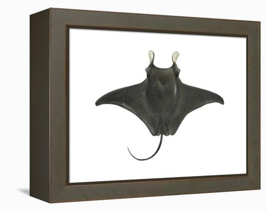 Atlantic Manta (Manta Birostris), Fishes-Encyclopaedia Britannica-Framed Stretched Canvas