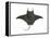 Atlantic Manta (Manta Birostris), Fishes-Encyclopaedia Britannica-Framed Stretched Canvas