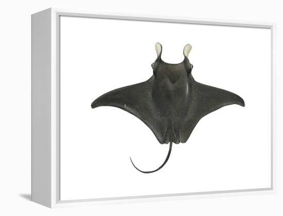 Atlantic Manta (Manta Birostris), Fishes-Encyclopaedia Britannica-Framed Stretched Canvas