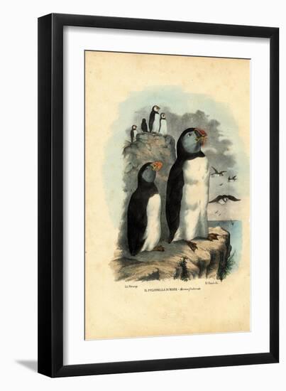 Atlantic Puffin, 1863-79-Raimundo Petraroja-Framed Giclee Print