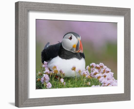 Atlantic Puffin and Sea Pink Flowers, Saltee Island, Ireland-Art Morris-Framed Photographic Print