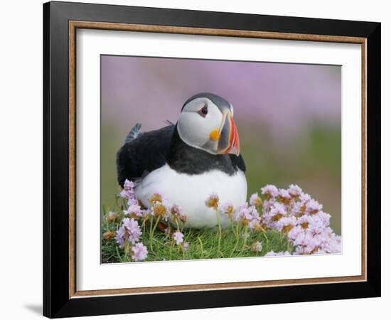 Atlantic Puffin and Sea Pink Flowers, Saltee Island, Ireland-Art Morris-Framed Photographic Print