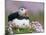 Atlantic Puffin and Sea Pink Flowers, Saltee Island, Ireland-Art Morris-Mounted Photographic Print