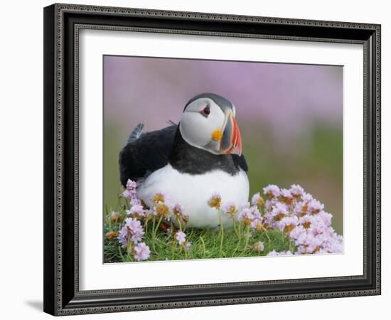 Atlantic Puffin and Sea Pink Flowers, Saltee Island, Ireland-Art Morris-Framed Photographic Print