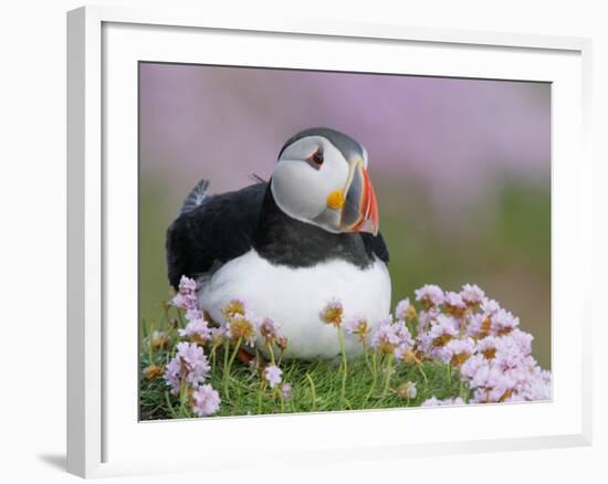 Atlantic Puffin and Sea Pink Flowers, Saltee Island, Ireland-Art Morris-Framed Photographic Print