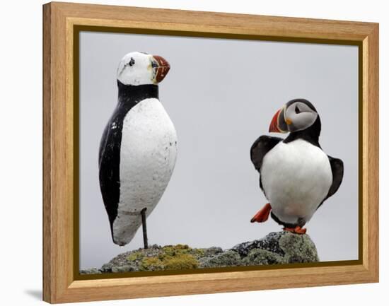 Atlantic Puffin Appears to Imitate a Decoy by Standing on One Leg, on Eastern Egg Rock, Maine-null-Framed Premier Image Canvas