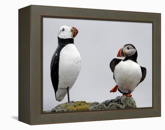 Atlantic Puffin Appears to Imitate a Decoy by Standing on One Leg, on Eastern Egg Rock, Maine-null-Framed Premier Image Canvas