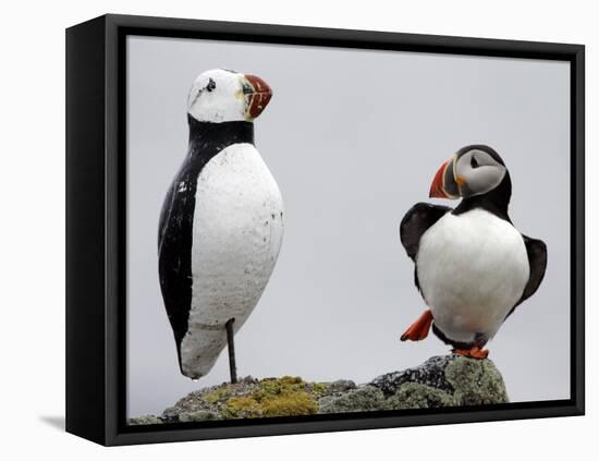 Atlantic Puffin Appears to Imitate a Decoy by Standing on One Leg, on Eastern Egg Rock, Maine-null-Framed Premier Image Canvas