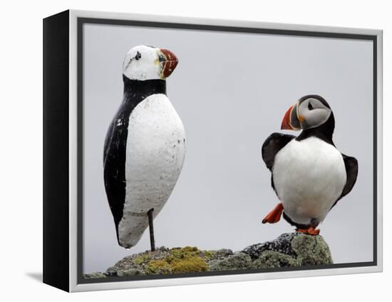 Atlantic Puffin Appears to Imitate a Decoy by Standing on One Leg, on Eastern Egg Rock, Maine-null-Framed Premier Image Canvas