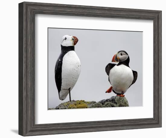 Atlantic Puffin Appears to Imitate a Decoy by Standing on One Leg, on Eastern Egg Rock, Maine-null-Framed Photographic Print