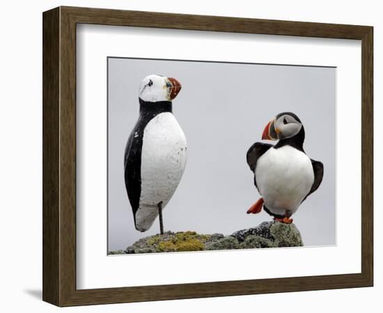 Atlantic Puffin Appears to Imitate a Decoy by Standing on One Leg, on Eastern Egg Rock, Maine-null-Framed Photographic Print