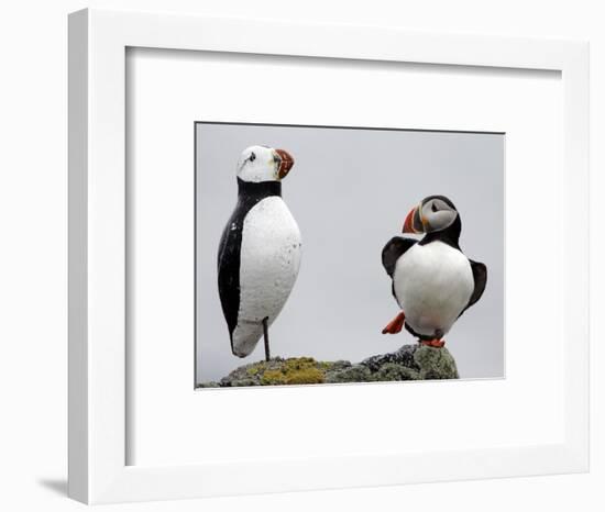 Atlantic Puffin Appears to Imitate a Decoy by Standing on One Leg, on Eastern Egg Rock, Maine-null-Framed Photographic Print