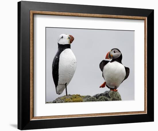 Atlantic Puffin Appears to Imitate a Decoy by Standing on One Leg, on Eastern Egg Rock, Maine-null-Framed Photographic Print