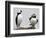 Atlantic Puffin Appears to Imitate a Decoy by Standing on One Leg, on Eastern Egg Rock, Maine-null-Framed Photographic Print