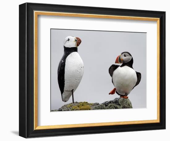 Atlantic Puffin Appears to Imitate a Decoy by Standing on One Leg, on Eastern Egg Rock, Maine-null-Framed Photographic Print