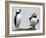 Atlantic Puffin Appears to Imitate a Decoy by Standing on One Leg, on Eastern Egg Rock, Maine-null-Framed Photographic Print