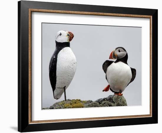 Atlantic Puffin Appears to Imitate a Decoy by Standing on One Leg, on Eastern Egg Rock, Maine-null-Framed Photographic Print