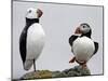 Atlantic Puffin Appears to Imitate a Decoy by Standing on One Leg, on Eastern Egg Rock, Maine-null-Mounted Photographic Print