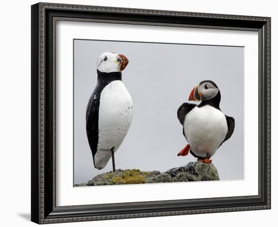 Atlantic Puffin Appears to Imitate a Decoy by Standing on One Leg, on Eastern Egg Rock, Maine-null-Framed Photographic Print