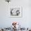 Atlantic Puffin Appears to Imitate a Decoy by Standing on One Leg, on Eastern Egg Rock, Maine-null-Framed Photographic Print displayed on a wall