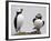 Atlantic Puffin Appears to Imitate a Decoy by Standing on One Leg, on Eastern Egg Rock, Maine-null-Framed Photographic Print