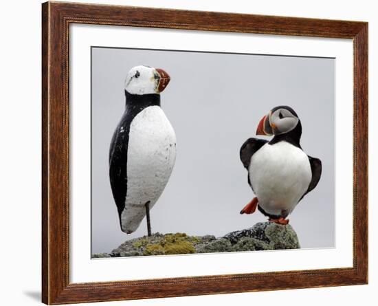 Atlantic Puffin Appears to Imitate a Decoy by Standing on One Leg, on Eastern Egg Rock, Maine-null-Framed Photographic Print