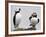 Atlantic Puffin Appears to Imitate a Decoy by Standing on One Leg, on Eastern Egg Rock, Maine-null-Framed Photographic Print