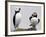 Atlantic Puffin Appears to Imitate a Decoy by Standing on One Leg, on Eastern Egg Rock, Maine-null-Framed Photographic Print