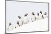 Atlantic Puffin flock resting on a snow bank, Norway-Danny Green-Mounted Photographic Print