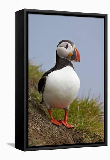 Atlantic Puffin (Fratercula Arctica), Iceland, Polar Regions-James-Framed Premier Image Canvas