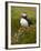 Atlantic Puffin (Fratercula Arctica), Iceland, Polar Regions-James Hager-Framed Photographic Print