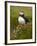 Atlantic Puffin (Fratercula Arctica), Iceland, Polar Regions-James Hager-Framed Photographic Print