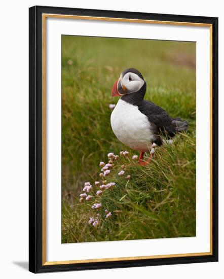 Atlantic Puffin (Fratercula Arctica), Iceland, Polar Regions-James Hager-Framed Photographic Print