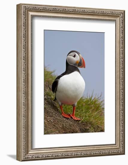 Atlantic Puffin (Fratercula Arctica), Iceland, Polar Regions-James-Framed Photographic Print