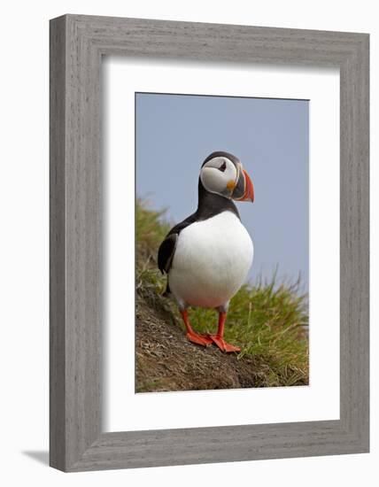 Atlantic Puffin (Fratercula Arctica), Iceland, Polar Regions-James-Framed Photographic Print