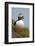 Atlantic Puffin (Fratercula Arctica), Iceland, Polar Regions-James-Framed Photographic Print