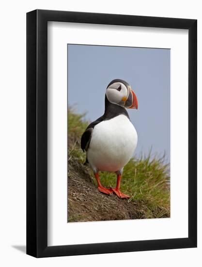 Atlantic Puffin (Fratercula Arctica), Iceland, Polar Regions-James-Framed Photographic Print