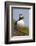 Atlantic Puffin (Fratercula Arctica), Iceland, Polar Regions-James-Framed Photographic Print