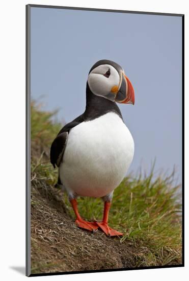 Atlantic Puffin (Fratercula Arctica), Iceland, Polar Regions-James-Mounted Photographic Print