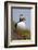 Atlantic Puffin (Fratercula Arctica), Iceland, Polar Regions-James-Framed Photographic Print