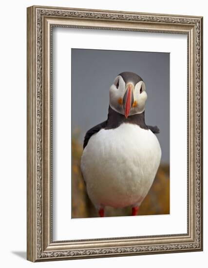 Atlantic Puffin (Fratercula Arctica), Iceland, Polar Regions-James-Framed Photographic Print