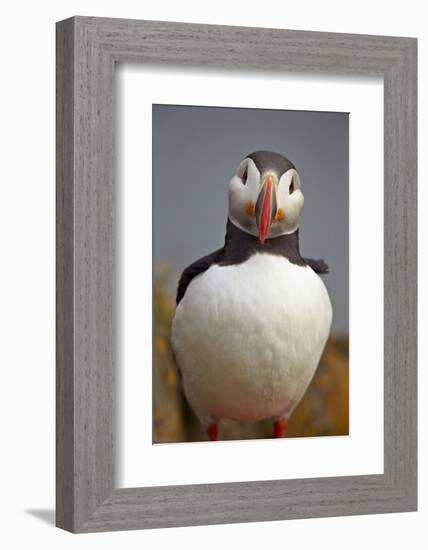 Atlantic Puffin (Fratercula Arctica), Iceland, Polar Regions-James-Framed Photographic Print