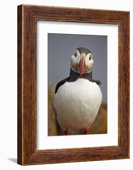 Atlantic Puffin (Fratercula Arctica), Iceland, Polar Regions-James-Framed Photographic Print