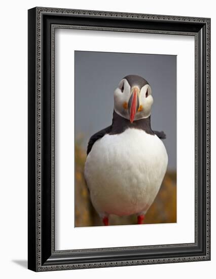 Atlantic Puffin (Fratercula Arctica), Iceland, Polar Regions-James-Framed Photographic Print