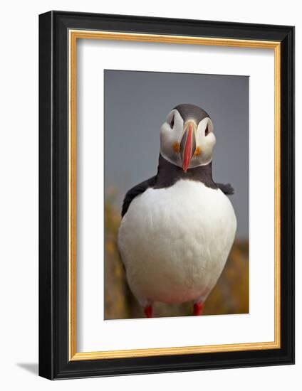 Atlantic Puffin (Fratercula Arctica), Iceland, Polar Regions-James-Framed Photographic Print