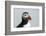 Atlantic puffin (Fratercula arctica), Mykines Island, Faroe Islands, Denmark-Sergio Pitamitz-Framed Photographic Print