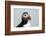 Atlantic puffin (Fratercula arctica), Mykines Island, Faroe Islands, Denmark-Sergio Pitamitz-Framed Photographic Print