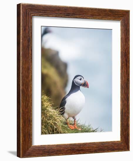 Atlantic Puffin (Fratercula Arctica)-Arctic-Images-Framed Photographic Print