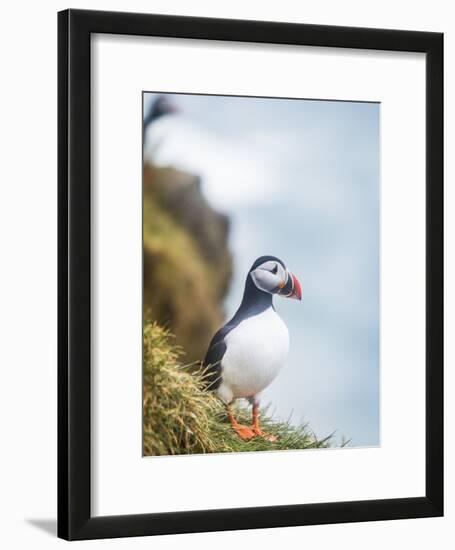 Atlantic Puffin (Fratercula Arctica)-Arctic-Images-Framed Photographic Print